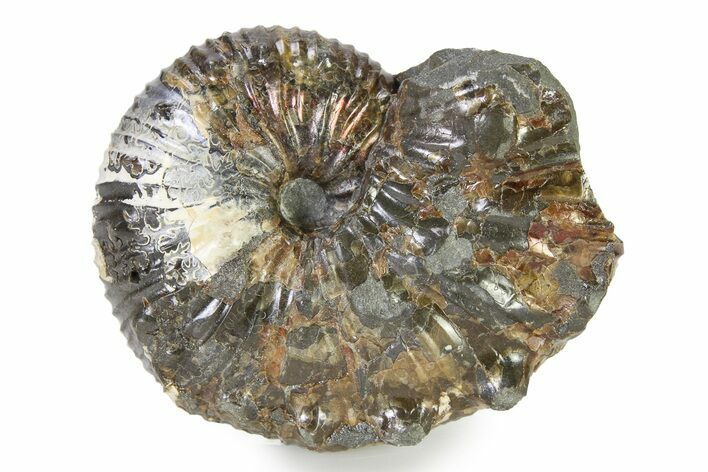 Iridescent Ammonite (Hoploscaphites) Fossil - Montana #316579